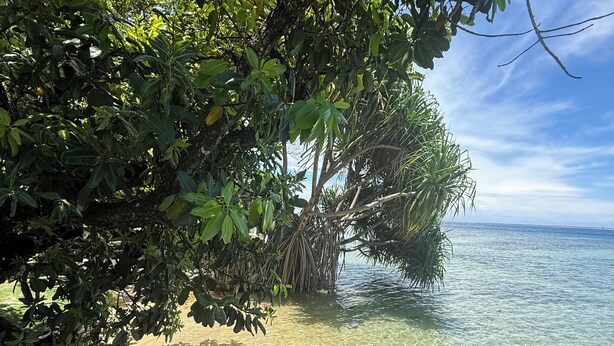 A wooden deck leading to a clear beach with mangrove trees and a view of the ocean. - Vahine Ori Lodge (Tumaraa)