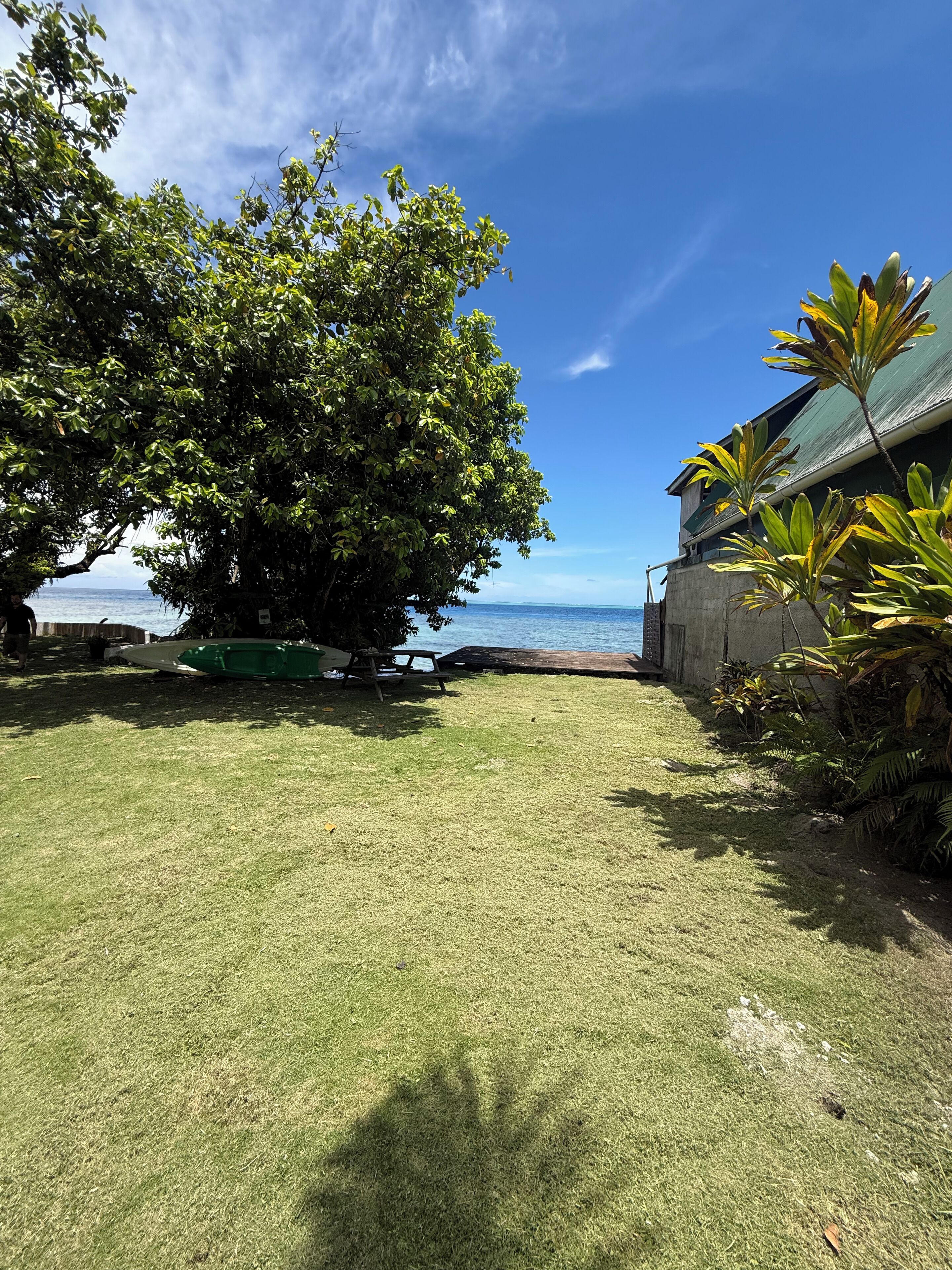 A grassy area with a large tree, a concrete structure, and a view of the ocean.