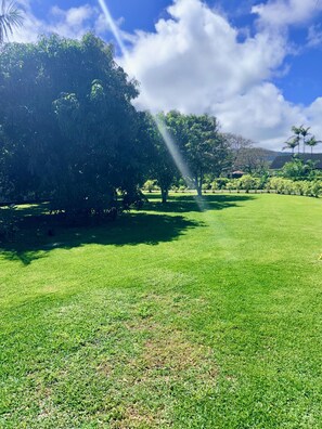 A lush green lawn with trees and a clear sky. - Beachy Bungalow (Waialua)