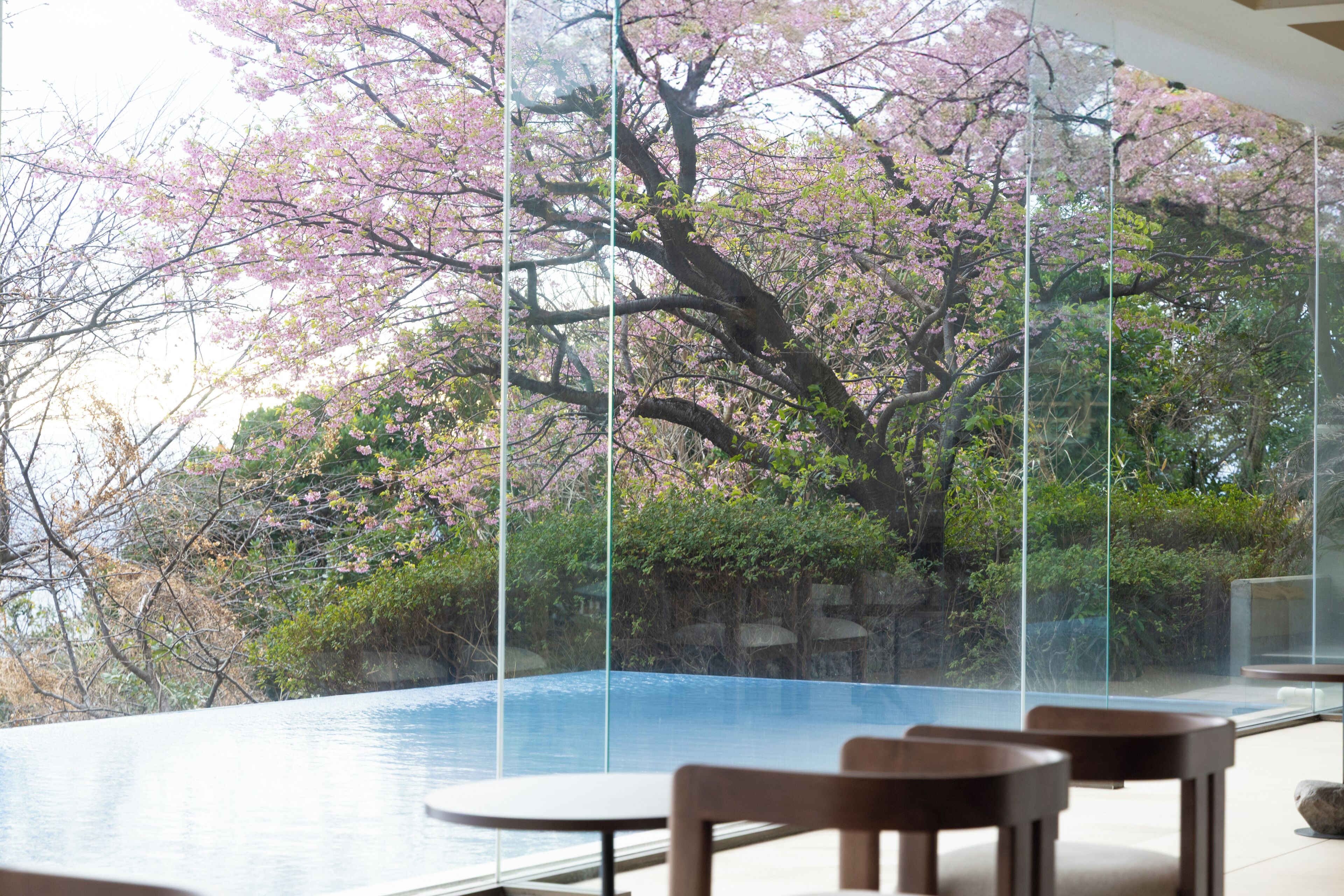 A view of a swimming pool with cherry blossoms in the background.