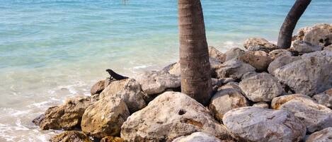 Ranta lähistöllä, valkoista hiekkaa, aurinkovarjoja, 4 rantabaaria