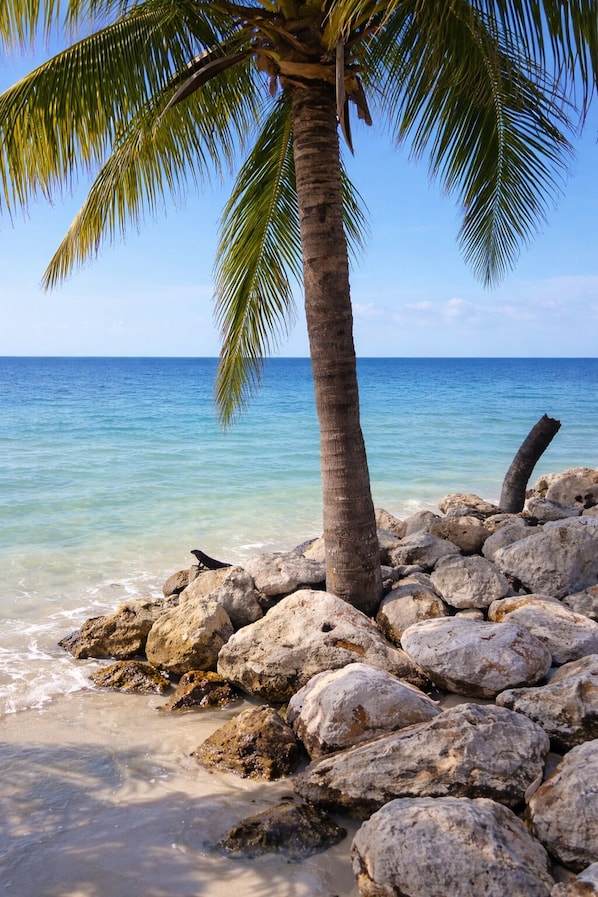 Beach nearby, white sand, beach umbrellas, 4 beach bars - Hotel Selva y Mar (Isla Holbox)