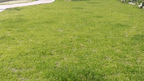 Front of property - Sango Avenue (Nakijin)