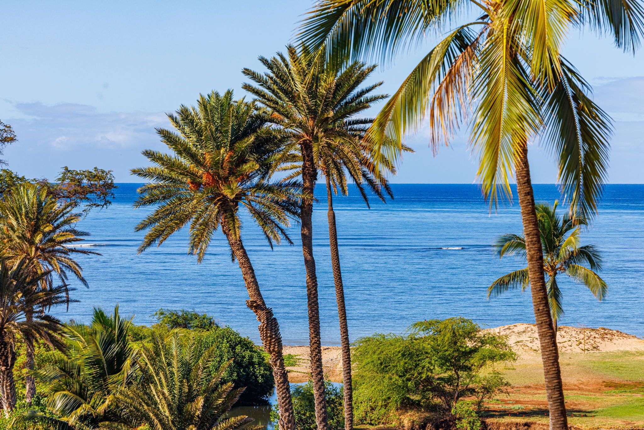 A coastal landscape with palm trees and a view of the ocean.