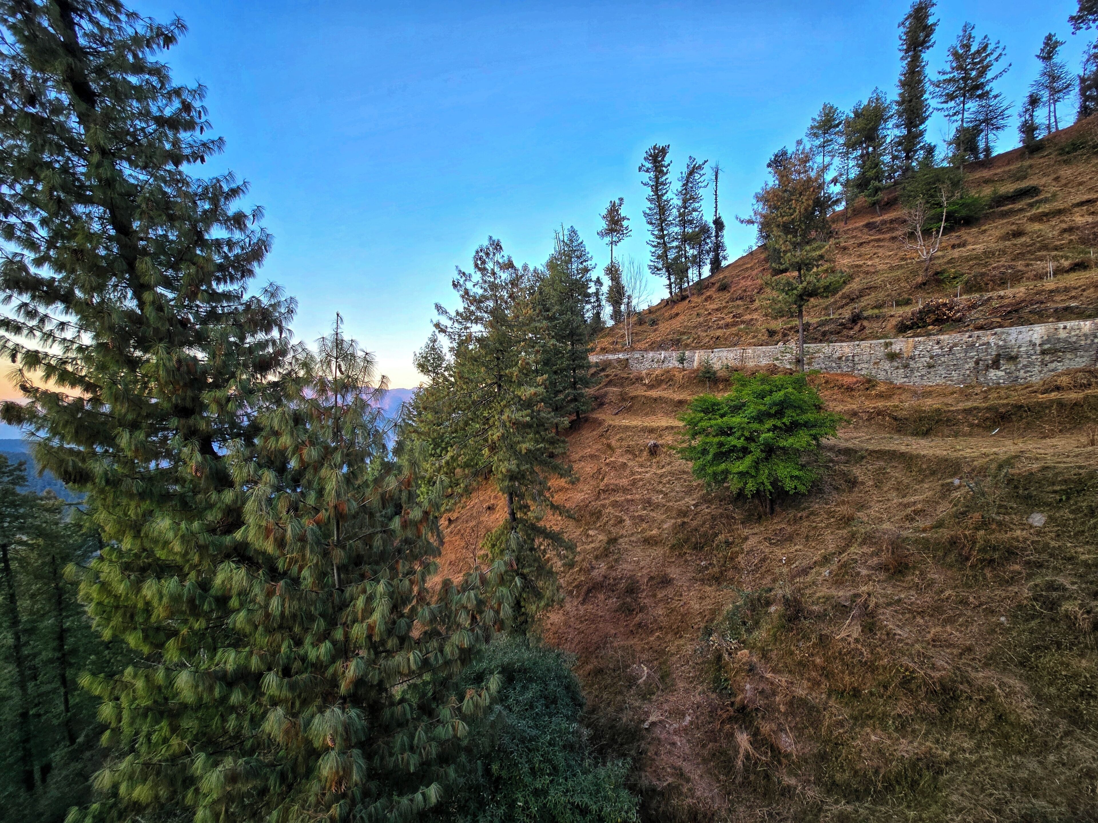A hillside with a stone retaining wall, dense coniferous trees, and a small bush.