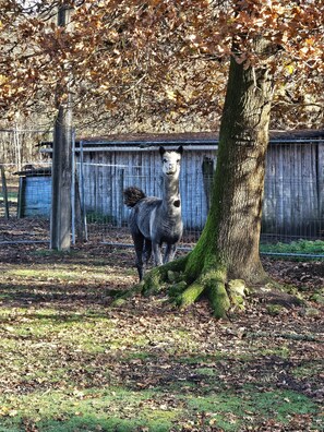 Miscellaneous - Guesthouse "La Roulotte des Chouchous" with Air Conditioning (Hourtin)