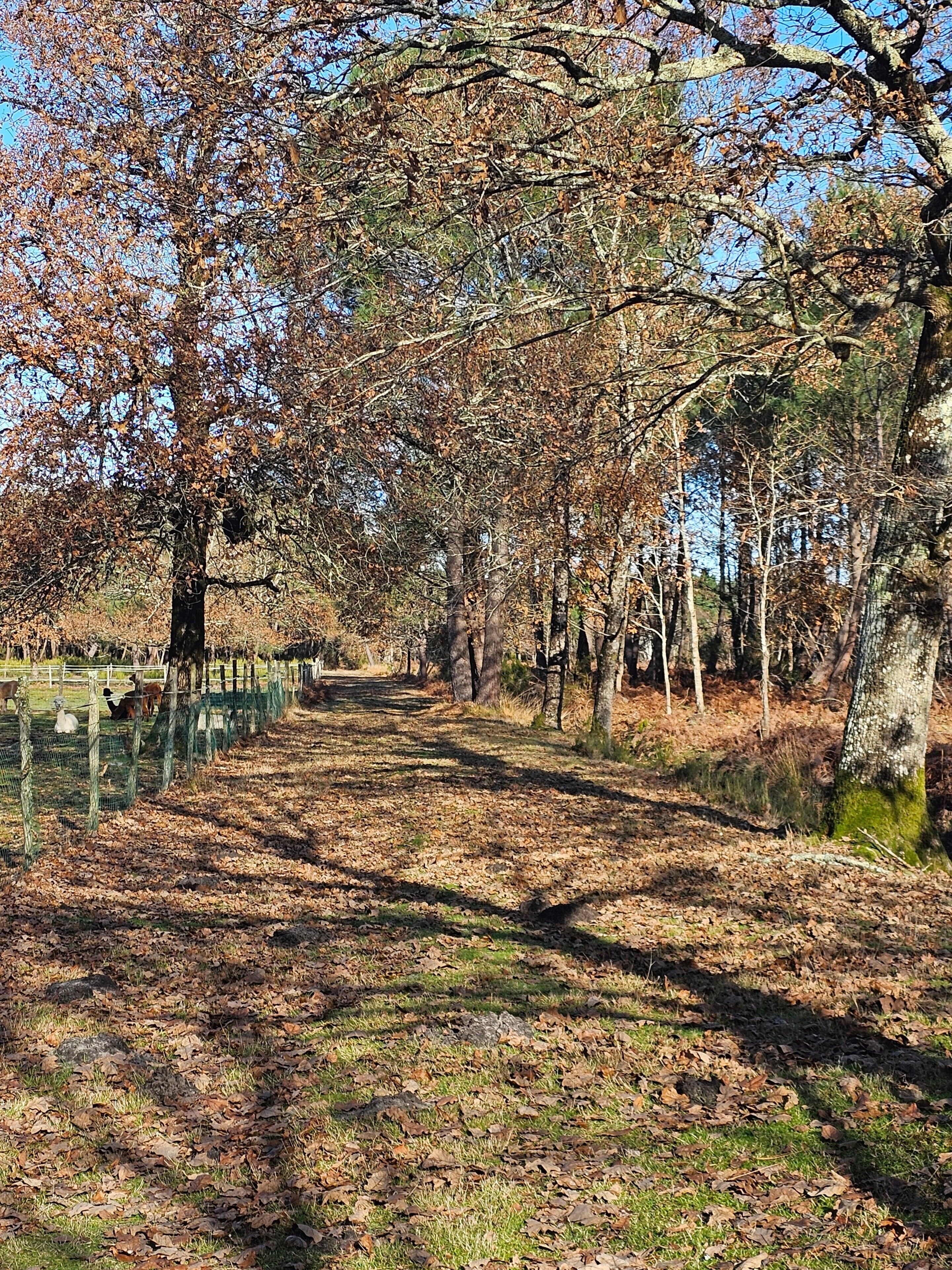 A forested path with trees and a fence.