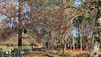 A forested path with trees and a fence.