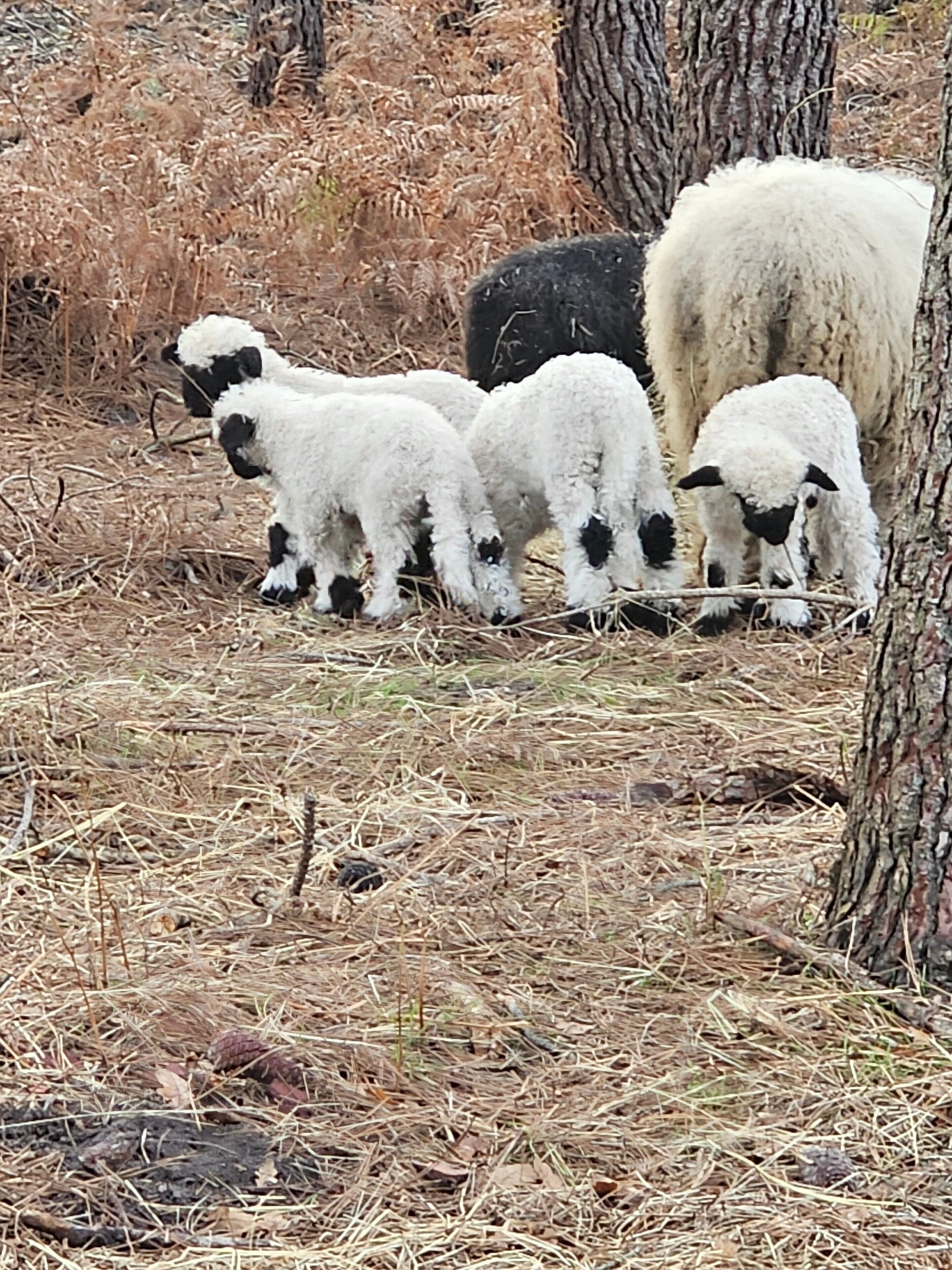 A group of lambs with a tree in the background.