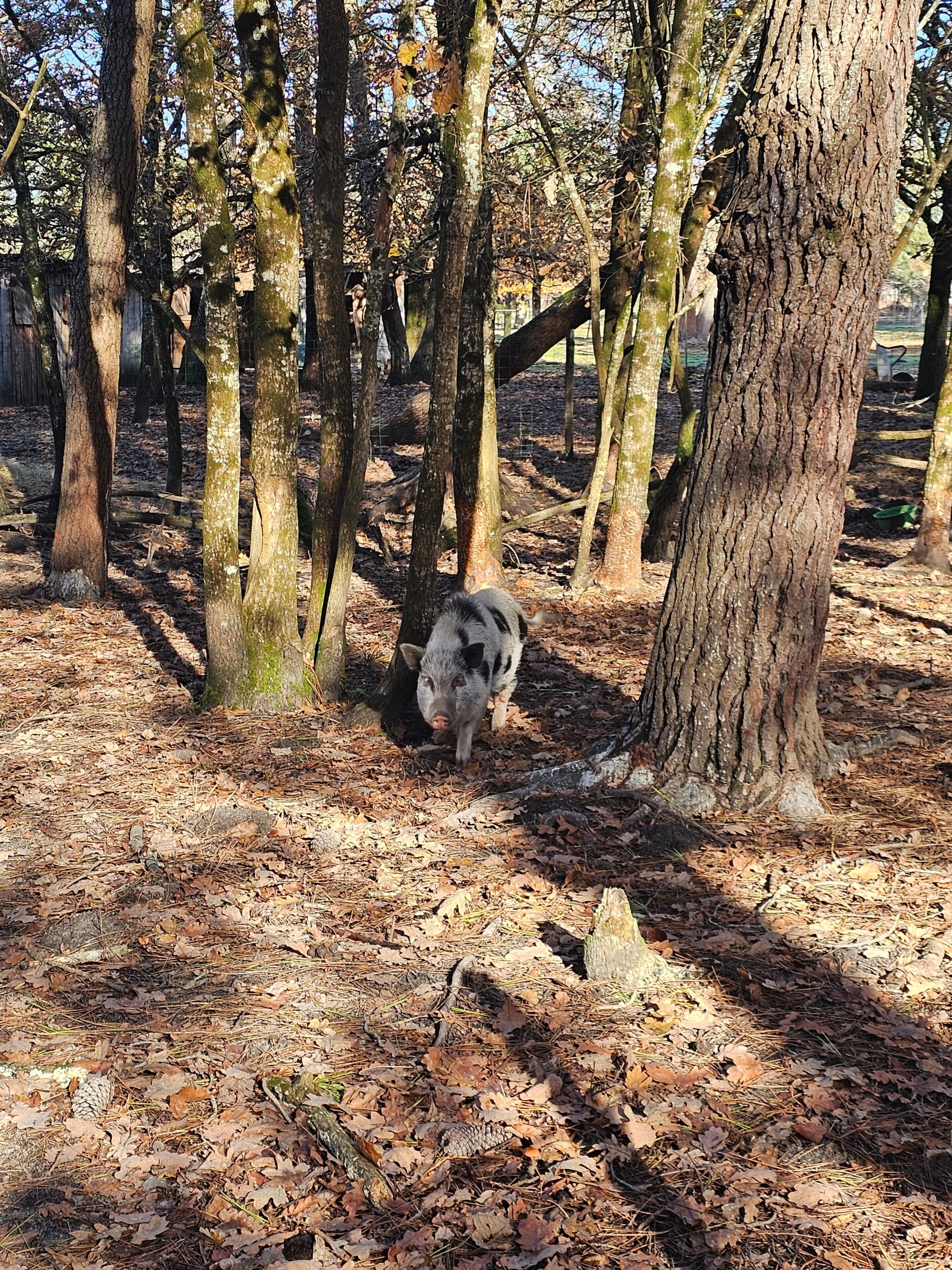 Ein Schwein in bewaldeter Landschaft mit Bäumen und mit Laub bedecktem Boden.