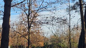 Une zone boisée, avec des arbres et un ciel dégagé.