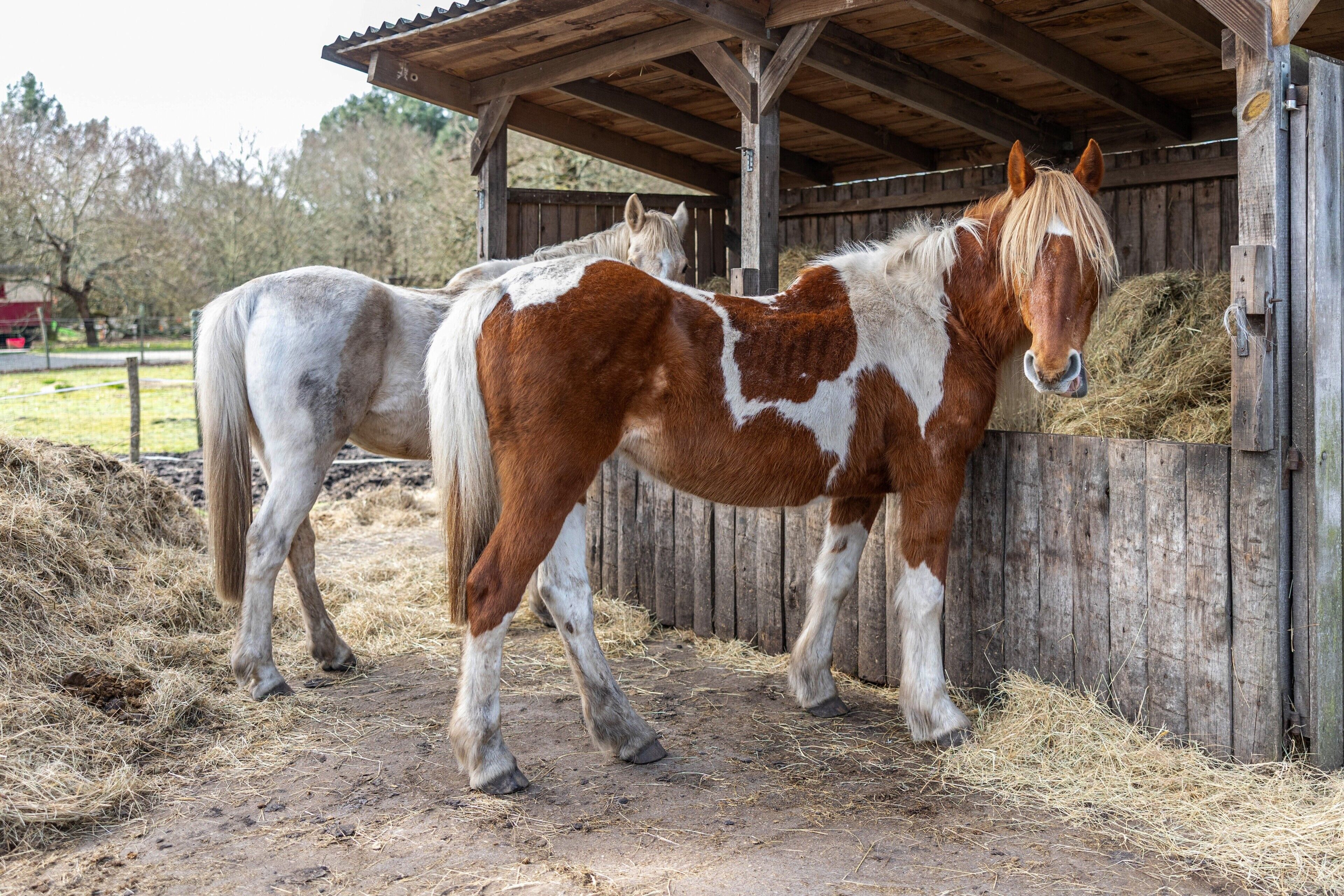 Zwei Pferde in einem Stall mit Holzboden und -wänden.