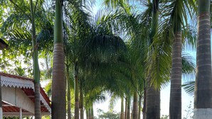 A pathway lined with palm trees and a building with a tiled roof. - Green Paradise Trimbak (Trimbak)