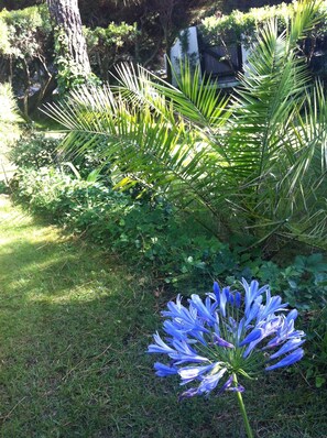 Un jardin où l’on trouve une grande variété de plantes, dont une fleur bleue particulièrement visible au premier plan.