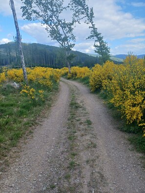 A gravel path flanked by yellow flowering bushes and trees, leading through a forested area. - Room “Double Room 3” with Shared Terrace, Garden, and Wi-Fi (Kirchhundem)