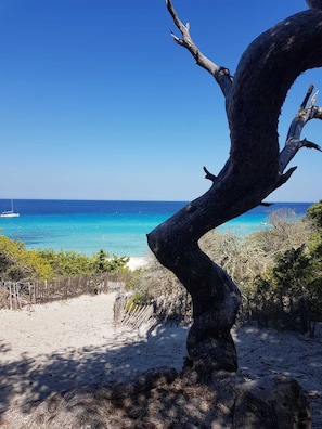 Uma praia com uma grande árvore em primeiro plano, um caminho de areia e um barco na água ao fundo.