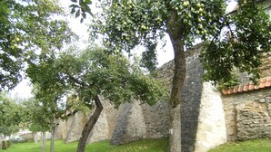 Pátio com muros de pedra e árvores carregadas de frutos.