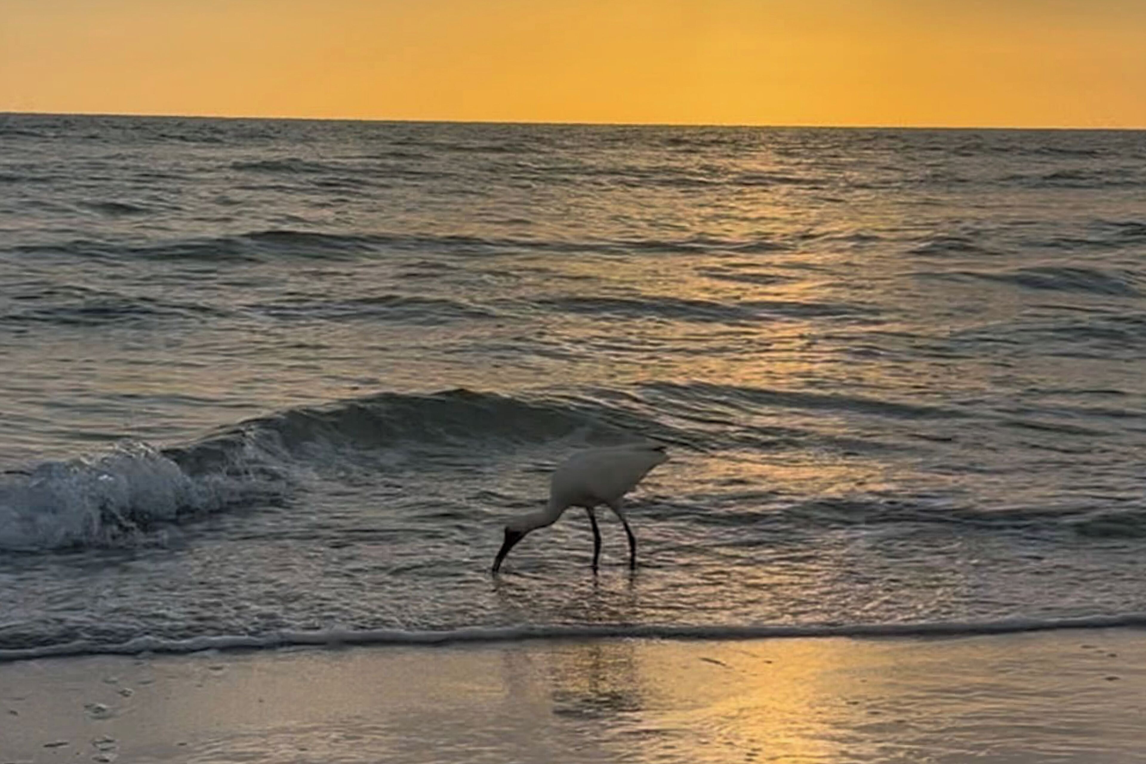A beach scene with waves and a bird standing in the water.