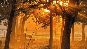 Un parc avec des arbres, un banc et une clôture.