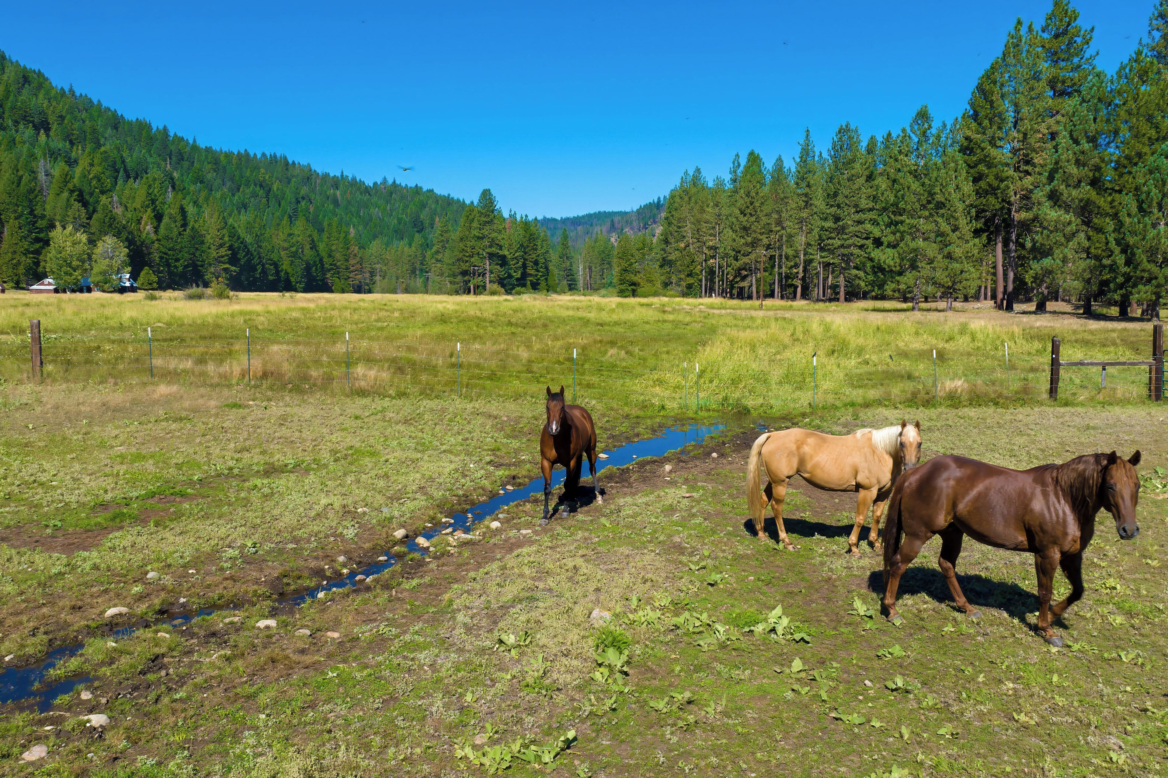 A grassy field with a small stream, surrounded by trees and a fence.
