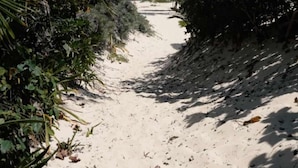Un sentier sablonneux mène à une plage bordée de palmiers, avec un bâtiment visible au loin.
