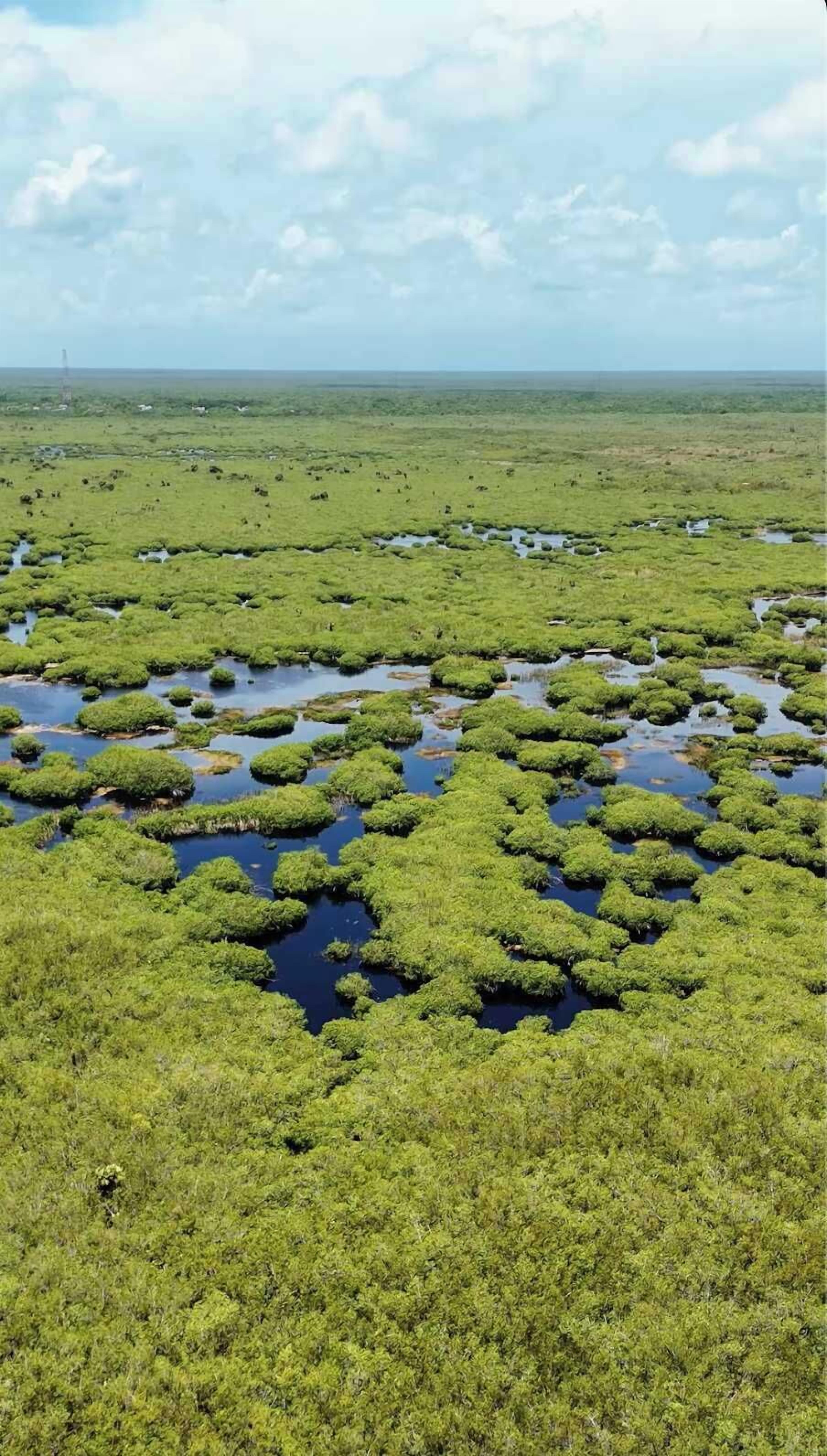 A vast wetland area with numerous small water bodies and dense green vegetation.