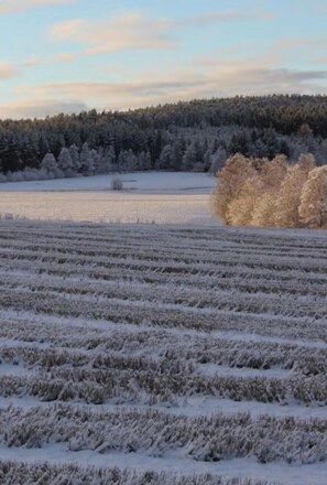 Miscellaneous - Holiday Home 'Ole Schün Dannau' with Private Terrace, Private Garden and Wi-Fi (Oldenburg in Holstein)