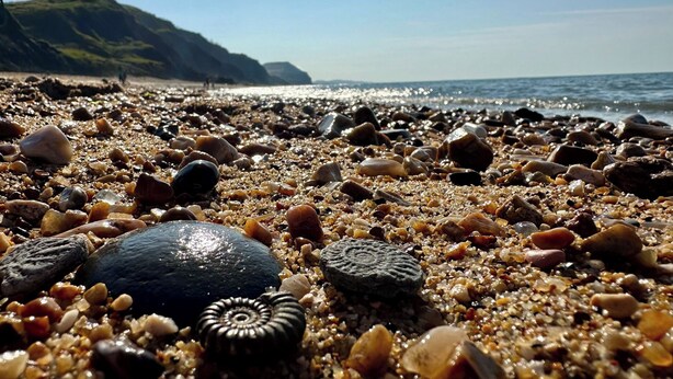 A pebble beach with various shells and rocks. - Jurassic Discovery (Bridport)