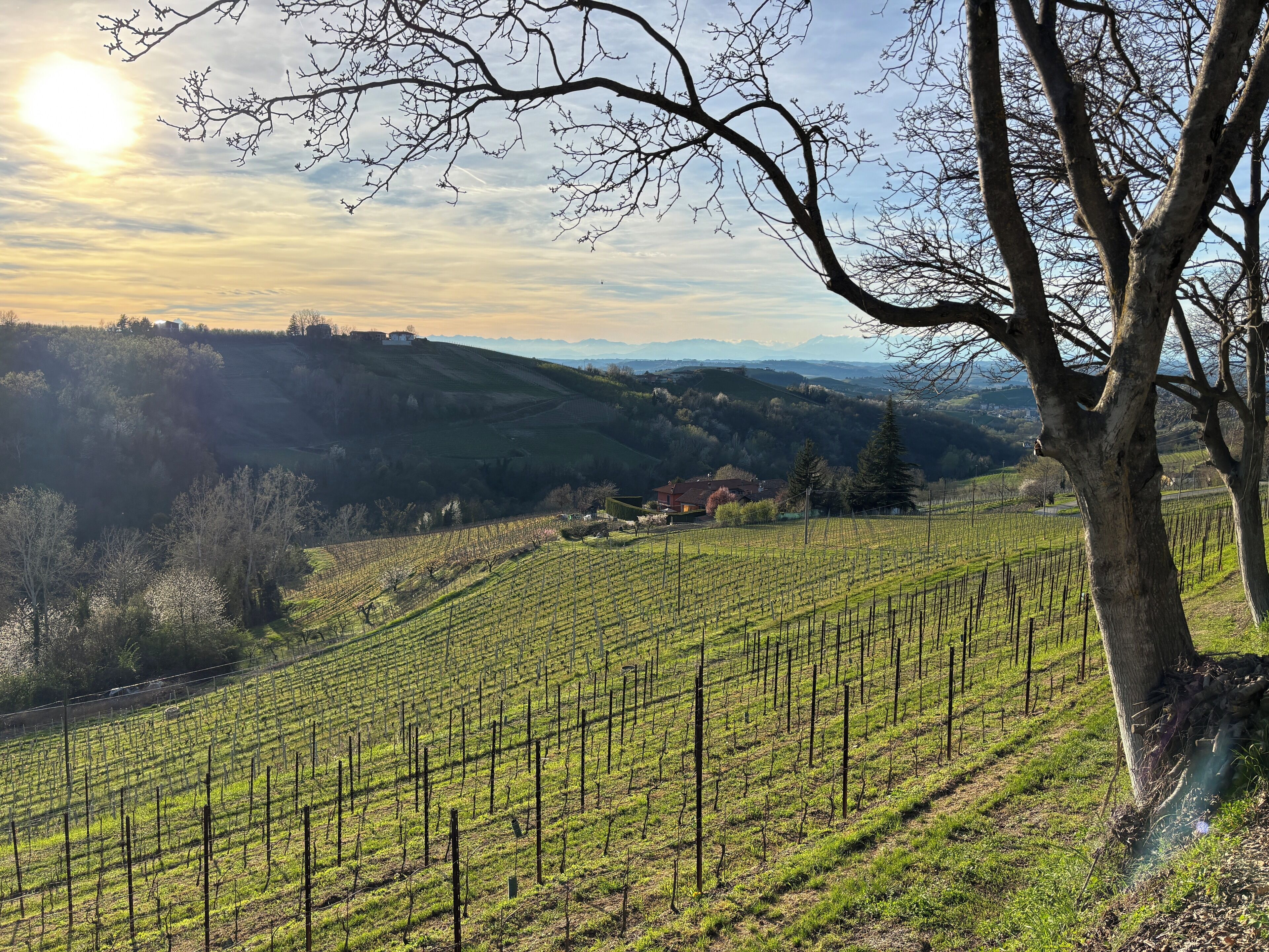 A vineyard with rows of grapevines and a large tree in the foreground.