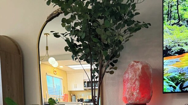 A cozy living area with a wooden coffee table holding a tray with snacks and drinks, a large potted plant, and a television displaying a nature scene. - Earthy Luxe Guesthouse-Fully Fenced- W/D in unit (Hesperia)