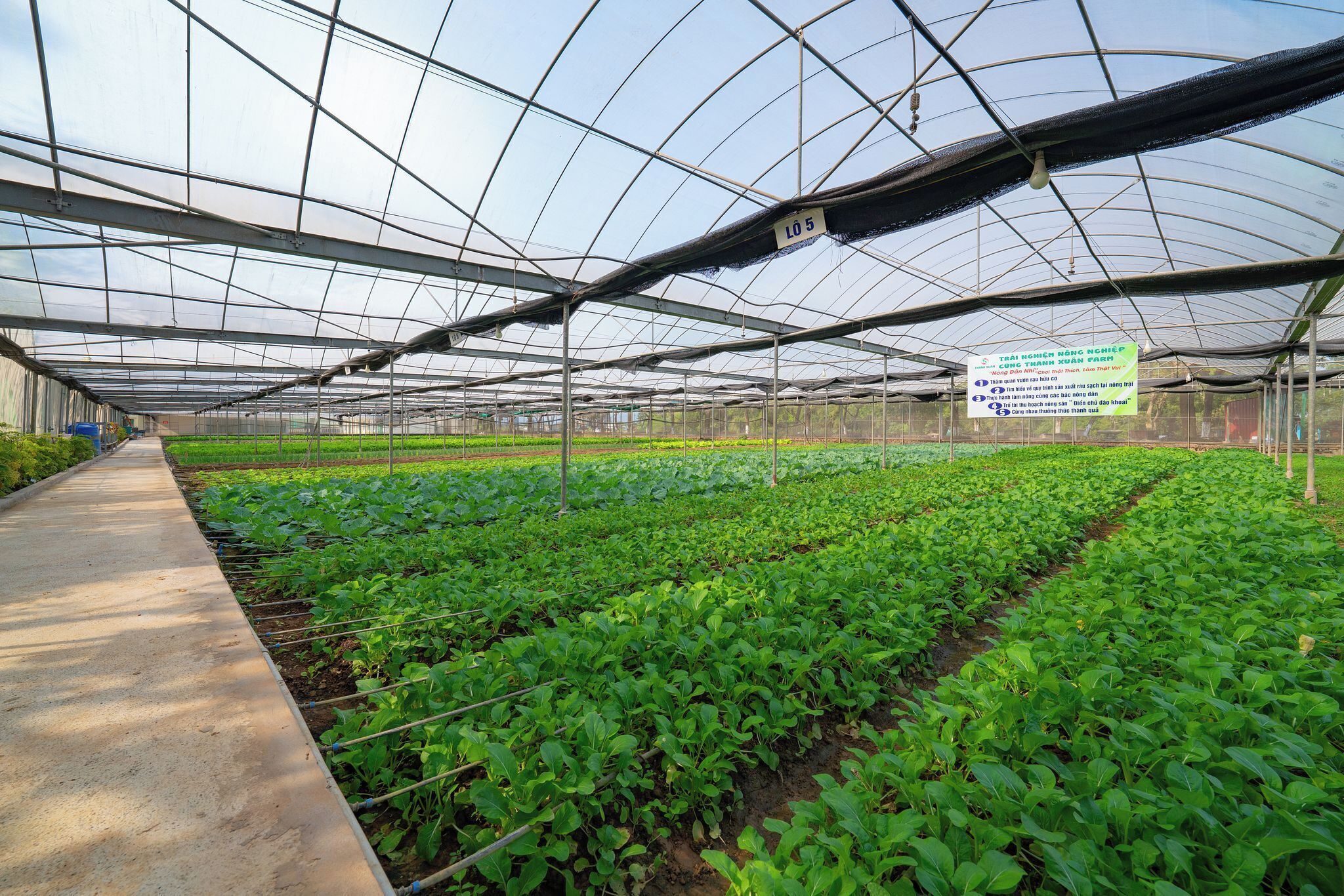 A greenhouse with rows of plants and a walkway.