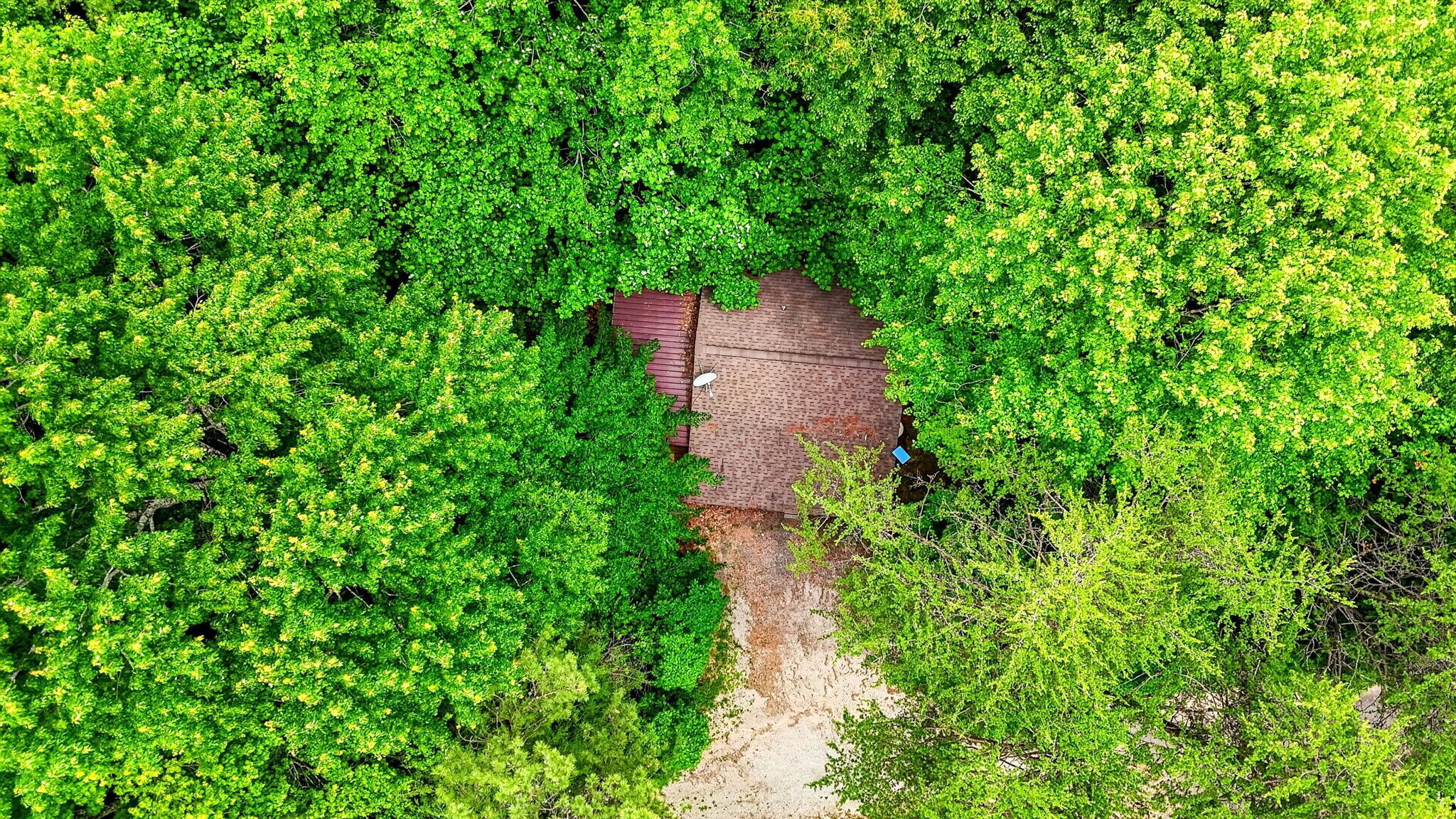 A house surrounded by dense green foliage.