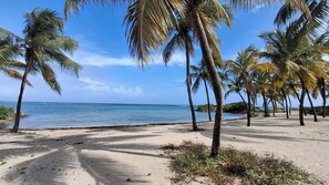 Uma praia com palmeiras e vista clara para o oceano.