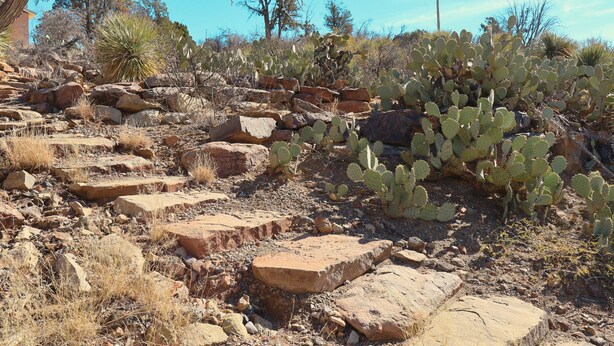 Terreno rocoso con vegetación escasa y un cactus al frente.
