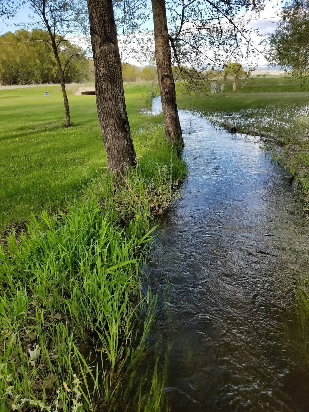 Un ruisseau paisible, bordé de verdure et d’arbres.