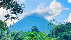 Un exuberante jardín con diversas plantas y árboles tropicales, cielo azul despejado y una montaña al fondo.