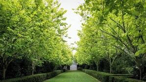 A symmetrical garden pathway flanked by neatly trimmed hedges and trees, leading to a building with a grey facade.