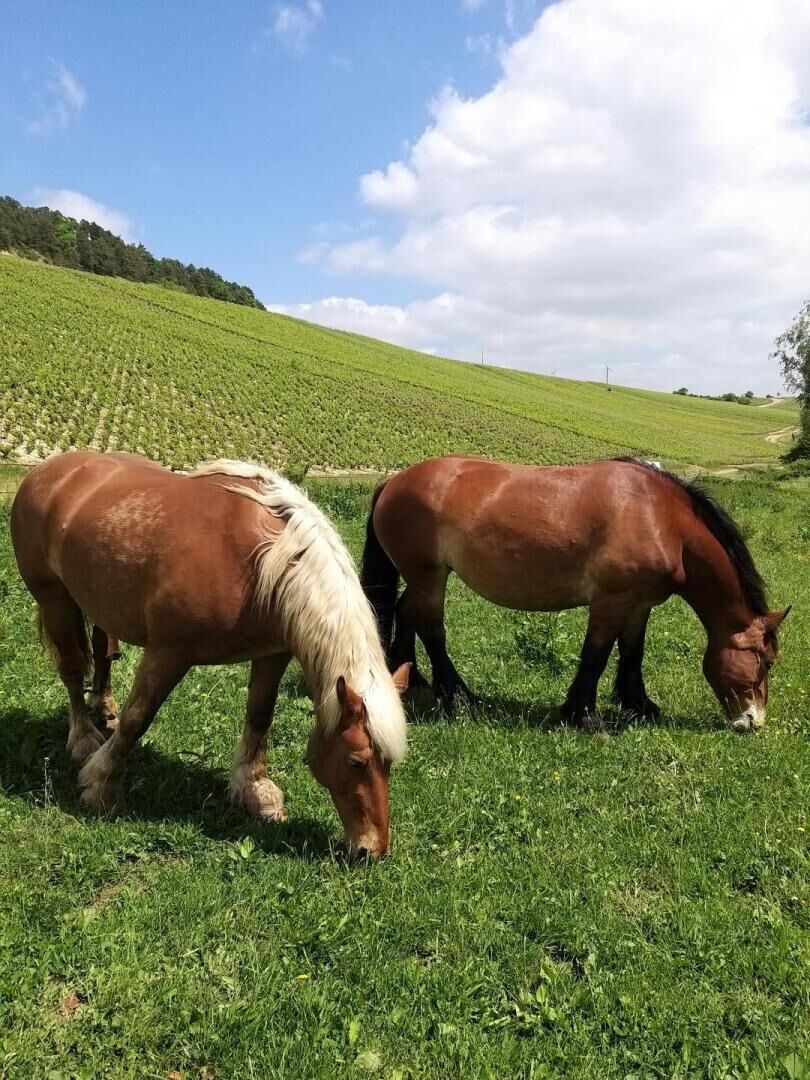 Two horses grazing in a lush green field with a hilly landscape in the background.