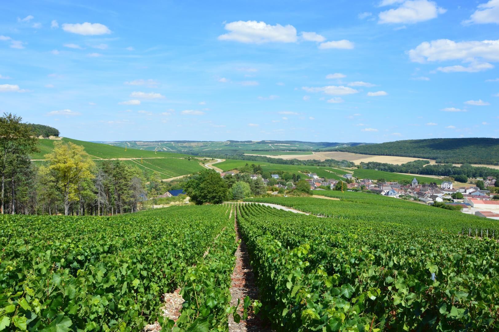 A vineyard with rows of grapevines, a small town in the background, and a clear blue sky.