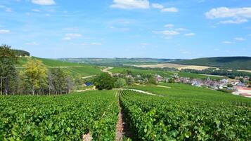 A vineyard with rows of grapevines, a small town in the background, and a clear blue sky.