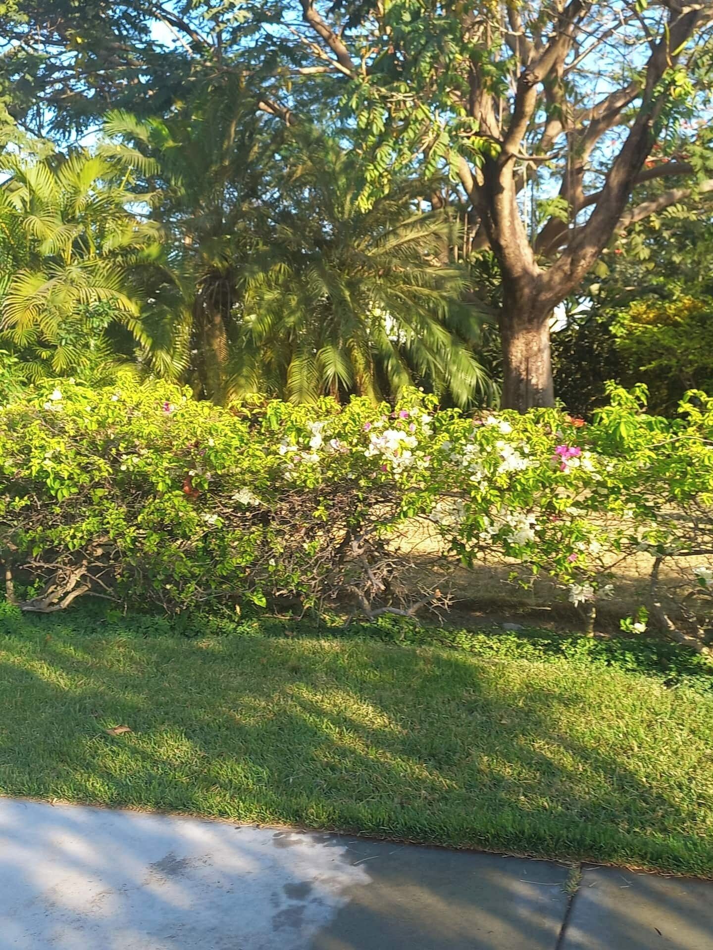 Ein üppiger Garten mit verschiedenen Pflanzen und Bäumen, einem Betonweg und einer Rasenfläche.