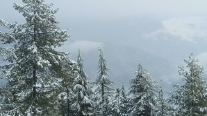 Une forêt dense d’arbres à feuilles persistantes recouverts de neige.