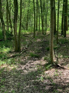 A forested area with a dirt path. - Cozy Secluded Safari Tent Immersed in Nature in Ravenna, Ohio (Ravenna)