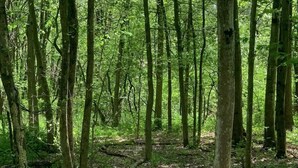 A forested area with a dirt path.