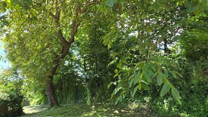 Un bac à fleurs en béton contenant un arbre, entouré de gazon et bordé d’une dalle de béton.