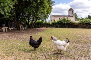 A rural setting with chickens, trees, and a building in the background. - Le Clos du Gorion – Guest Room in the Countryside (Saint-Sulpice et Cameyrac)