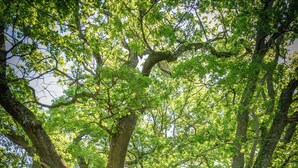 Eine steine Mauer, über die ein Baum sich neigt, ein Feldweg und grüne Vegetation im Hintergrund.