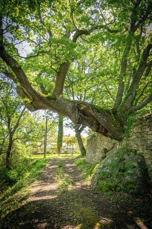 Property grounds - La Bastide Bohème, exceptional country house in a 17 hectare park. (Apt)