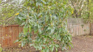 Un grand arbre à feuillage dense se dresse dans un jardin, avec une clôture en bois et une terrasse en bois en arrière-plan.