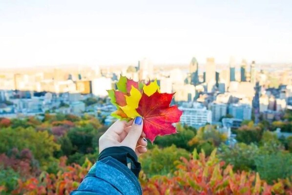 A hand holding autumn leaves with a cityscape in the background.